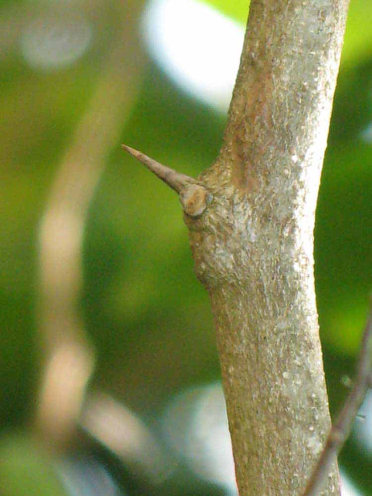              Thorn (Winter Haven, FL)       